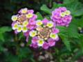 DSC00060.JPG