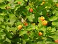 DSC00145.JPG