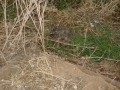 DSC01433 * Une tortue * 645 x 484 * (329KB)