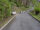 DSC00036 * Sheep on the road * 614 x 461 * (288KB)