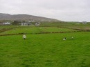 DSC00068 * Sheep of Renvyle * 614 x 461 * (225KB)