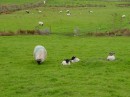 DSC00070 * Encore des sheep ! (blue sheep !) * 614 x 461 * (260KB)