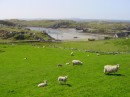 DSC00091 * Sheep * 614 x 461 * (250KB)
