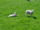 DSC00092 * Minis sheep * 614 x 461 * (305KB)