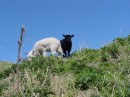 DSC00099 * White & black sheep * 614 x 461 * (267KB)