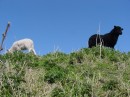 DSC00100 * White & black sheep * 614 x 461 * (268KB)
