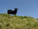 DSC00101 * Black sheep * 614 x 461 * (259KB)