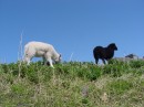 DSC00102 * White & black sheep * 614 x 461 * (256KB)