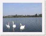 CIMG1232 * Round Pound ds Kensington Gardens * 800 x 600 * (311KB)