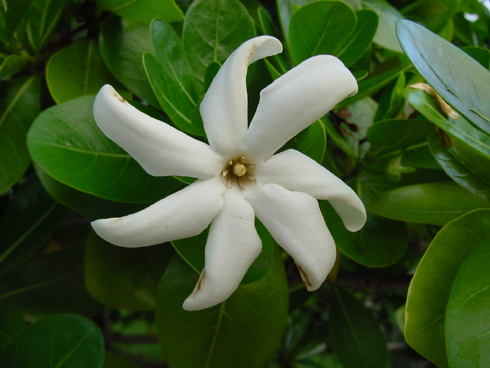 Fleur de frangipanier je crois