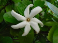 Fleur de frangipanier je crois