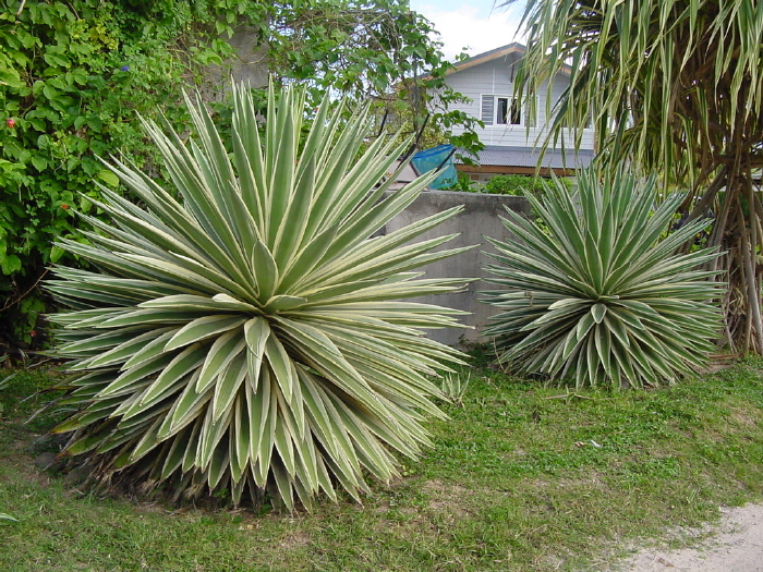 DSC00053