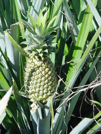Un gros anana