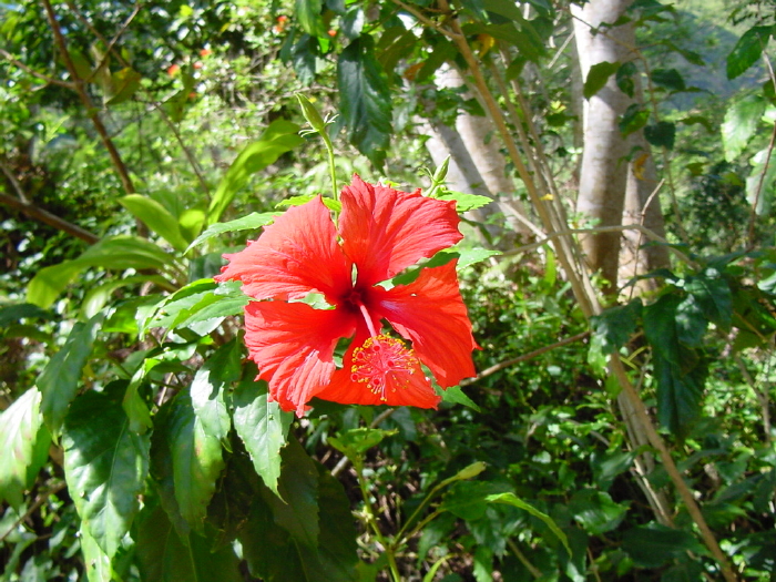 Hibiscus rouge