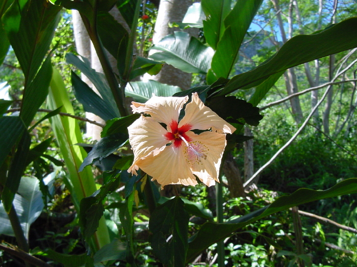 Hibiscus rose