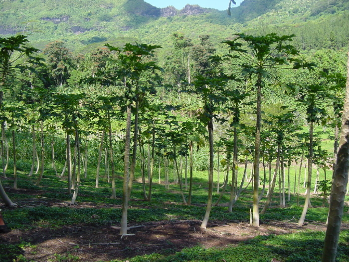 Champ de papaye