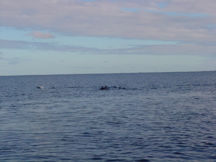 Dolphins