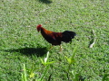 Un coq...