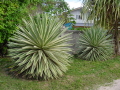 DSC00053