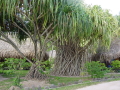 DSC00054