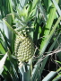 Un gros anana