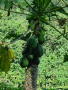 Papayes