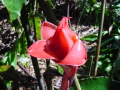 Rose porcelaine, de gingembre