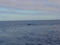 Dolphins